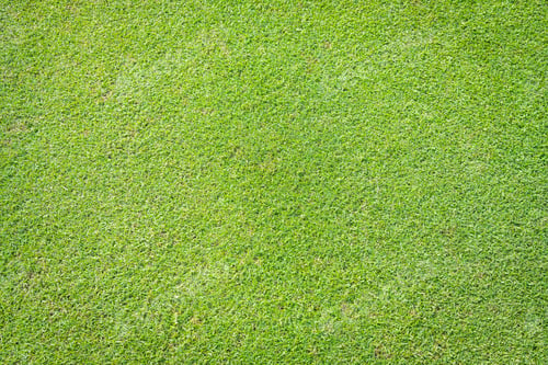 Preview: green grass in golf course