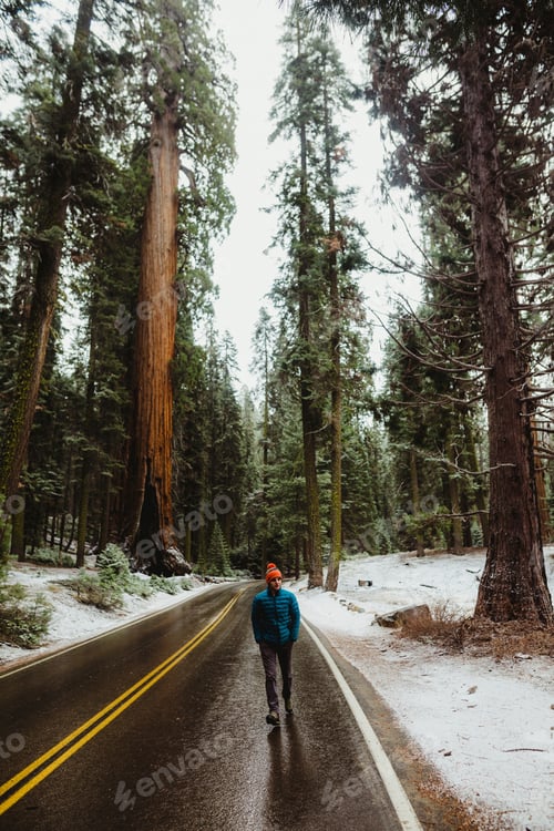 Preview: Man walking on forest road with towering trees