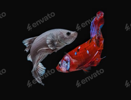 Preview: pisces