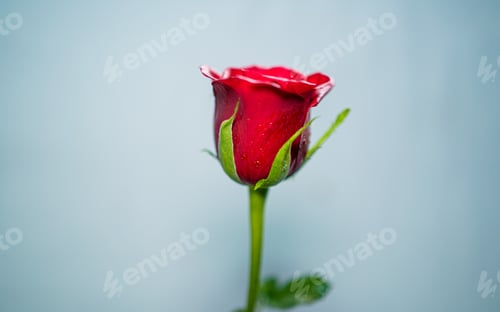 Preview: Red Rose