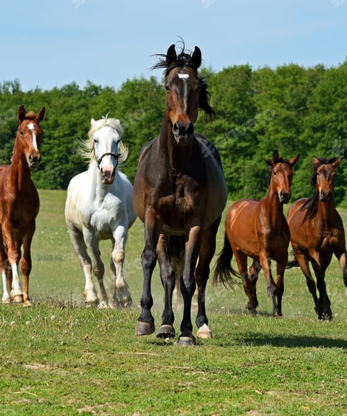 Preview: horse, mare, wilderness, stallion