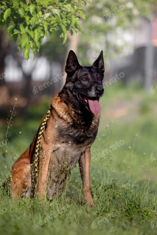 Preview: Belgian Malinois Service Dog in Training