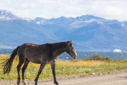 Preview: Horse in Patagonia