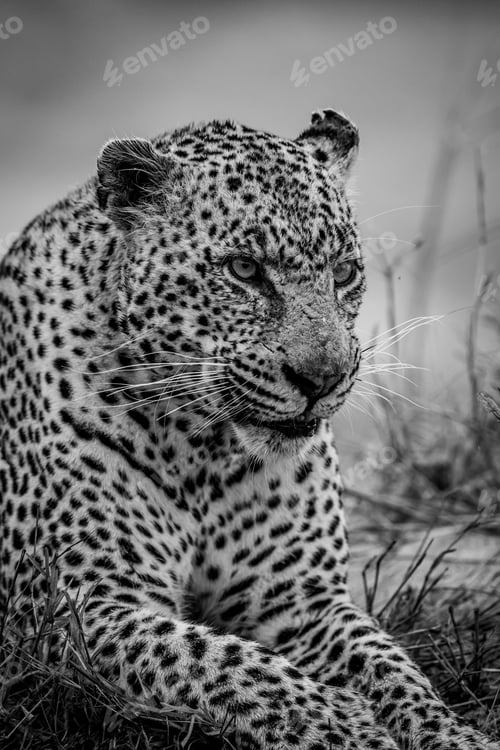 Preview: Close up of a big male Leopard.