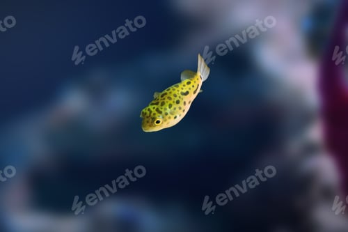 Preview: Green Spotted Puffer (Dichotomyctere nigroviridis) - Freshwater fish