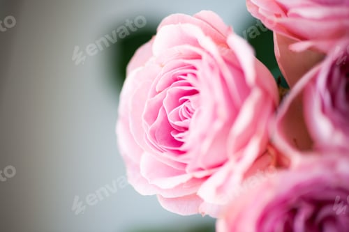 Preview: Rose flower pink beautiful macro close up