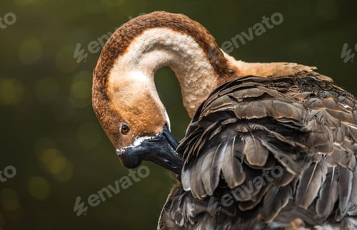 Preview: Chinese goose preening feathers with its neck bent in a curve