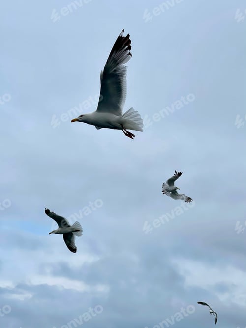 Preview: Seagull flying in the sky over Lake Baikal