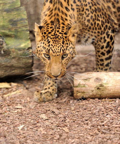 Preview: Leopard
