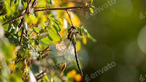 Preview: High-resolution closeup of Libelle Dragonfly resting in a garden setting