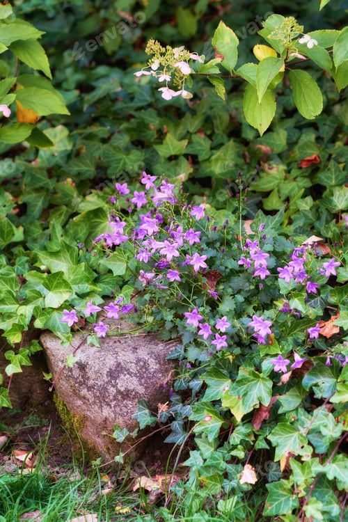Preview: Garden photo