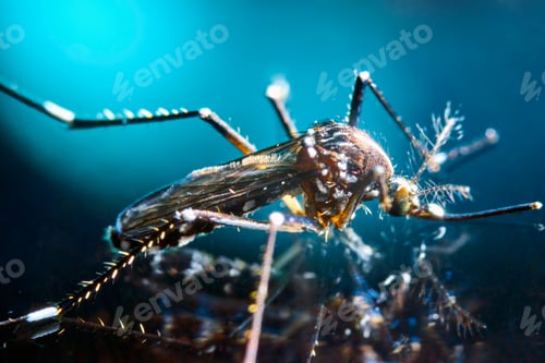 Preview: Aedes albopictus mosquito. Super macro close up of a tiger mosquito