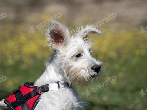 Preview: Puppy schnauzer puppy in white color and with red harness watch closely