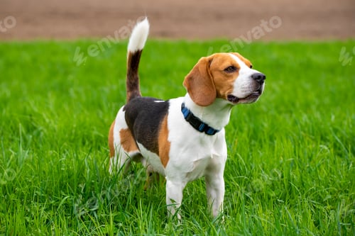 Preview: Dog Beagle on green grass field in a spring