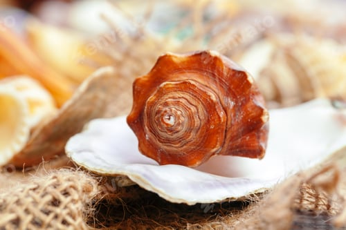 Preview: Sea shells. nature background. Macro photo. Close up