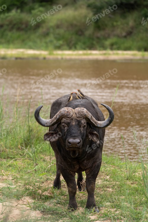 Preview: Buffalo, Syncerus caffer, bull standing next to a river.