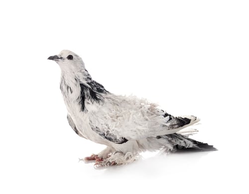 Preview: Frillback pigeon in studio
