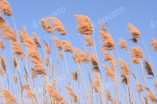 Preview: Ears of reeds against the blue sky.