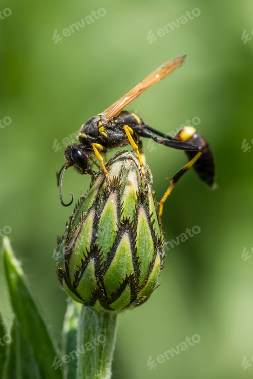Preview: Side view of wasp on flower.