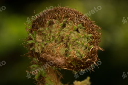 Preview: Curled up fern