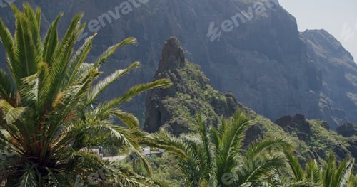 Preview: Tropical palm tree leaves moving in the wind in Masca Gorge Tenerife, Canary Islands, Spain