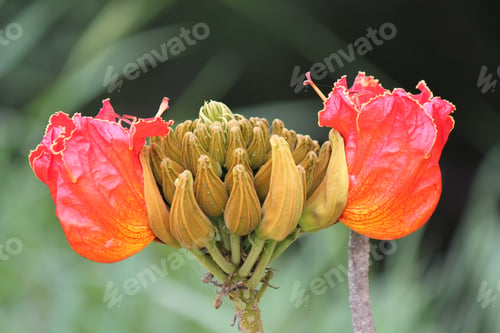 Preview: Red orange flowers about to bloom