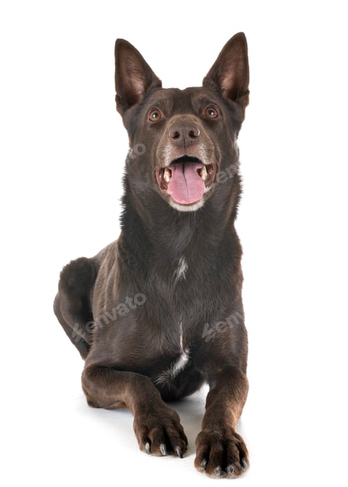 Preview: Australian Kelpie in studio