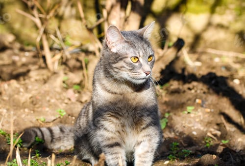 Preview: Gray, tabby cat sunbathing in the garden