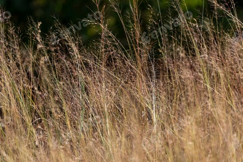 Preview: Tall grass background
