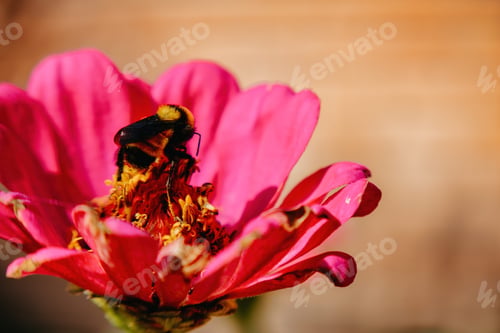 Preview: Bumblebee inside a flower