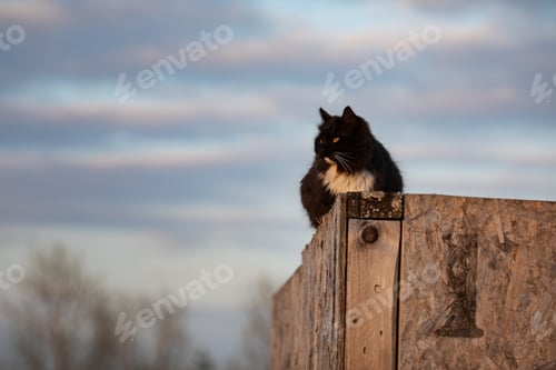 Preview: street cat