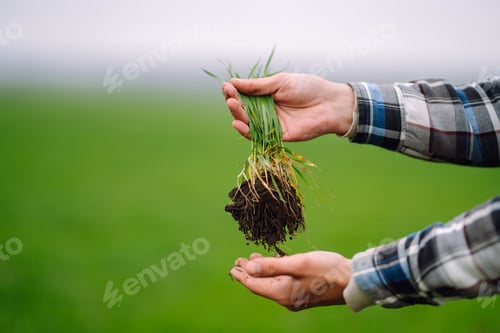 Preview: Young wheat sprout in the hands of a farmer. Checking wheat field progress. Organic gardening.