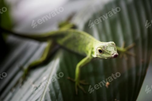 Preview: Lizard near Arenal Volcano, Alajuela Province, Costa Rica, Central America
