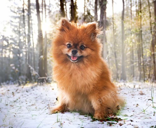 Preview: young pomeranian in nature