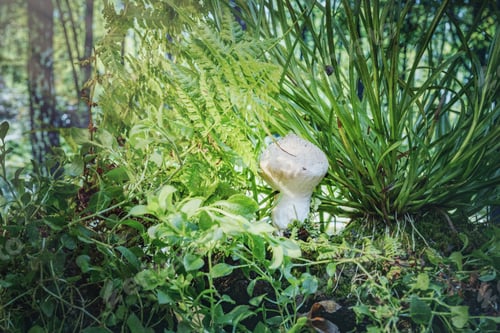 Preview: Edible Mushrooms In The Grass- Nature Background. Forest Landscape.