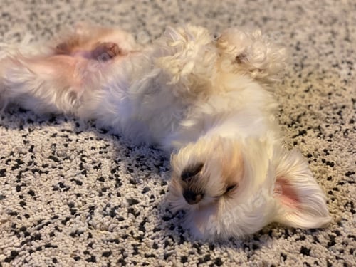 Preview: Cute puppy