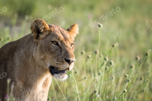 Preview: Side profile of a Lion in the grass.