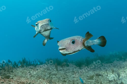 Preview: Underwater view with two puffer fish in ocean. Sea life in transparent water