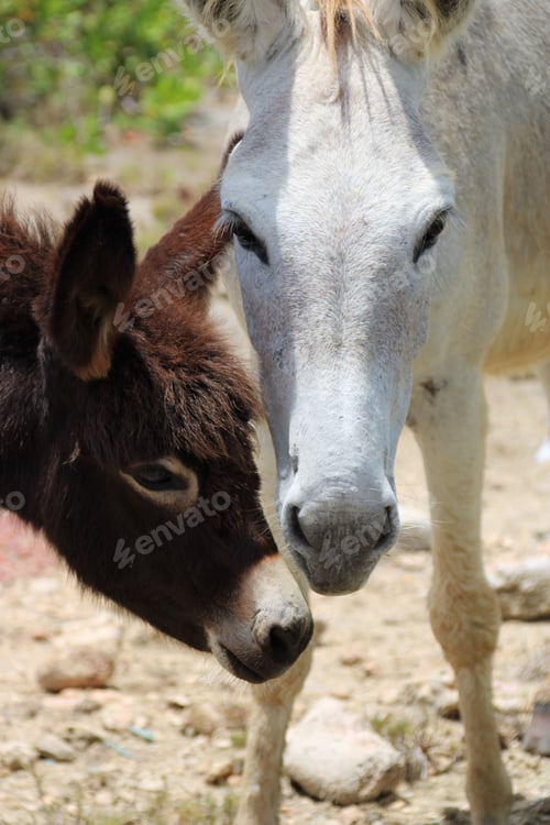 Preview: Closeup shot of a white horse and a donkey in a field in Bonaire