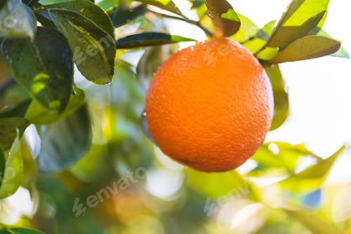 Preview: Orange Tree