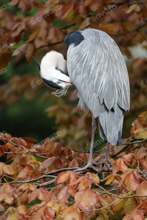 Preview: Grey Heron (Ardea cinerea) bird in autumn park