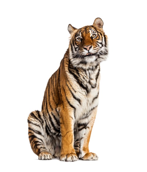 Preview: Tiger