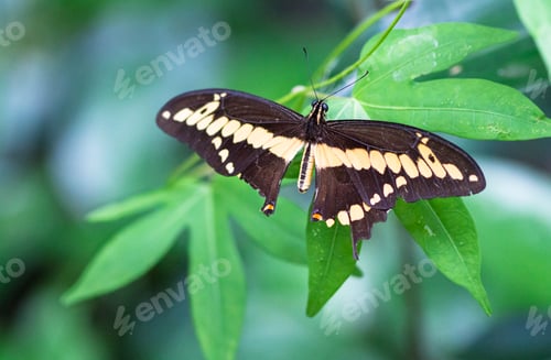 Preview: Thoas Swallowtail Butterfly in Costa Rica