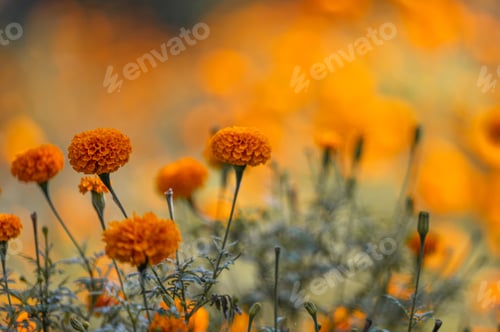 Preview: Selective of marigold flower field