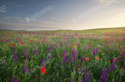 Preview: Spring meadow