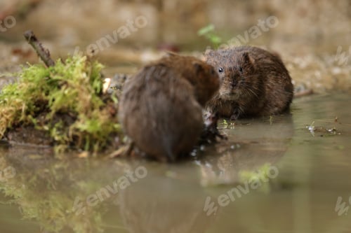 Preview: Water voles on water surface surrounded by moss