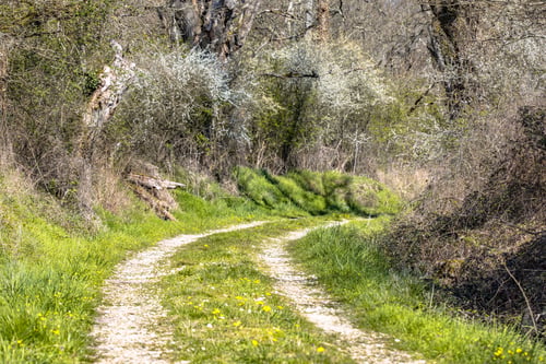 Preview: Trees and blossoming bushes along forest track in March