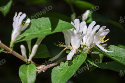 Preview: close up shot of a flower on a plant with green leaves