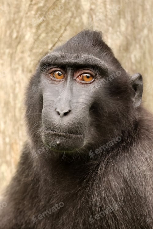 Preview: Closeup photo of a crested macaque (Macaca nigra)