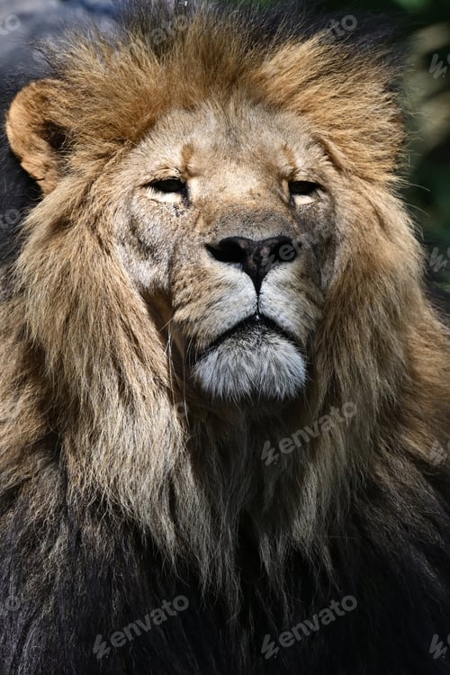 Preview: Lion (Panthera leo) male